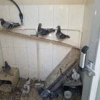 فروش کبوتر پلاکی