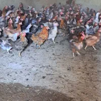 مرغ محلی 11 ماهه درشت حال تخمگزاری