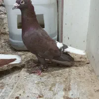 نر لاکی دمسفید افغان