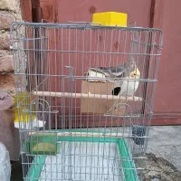 عروس هلندی