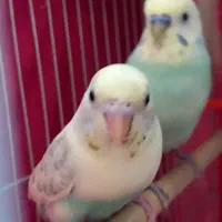 مرغ عشق