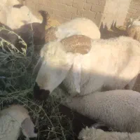 قوچ