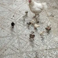 مرغ با جوجه دو هفته ای
