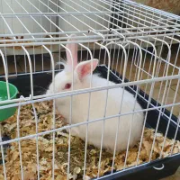 خرگوش خانگی با قفس