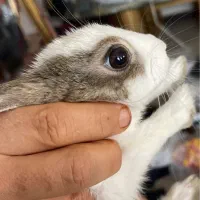 خرگوش مینیاتوری