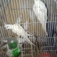 عروس هلندی