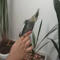 جوجه عروس ۱ تومن