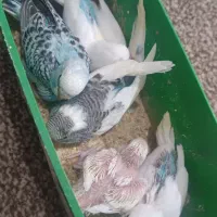 جوجه مرغ  عشق