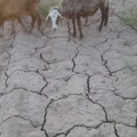 میش دورگ