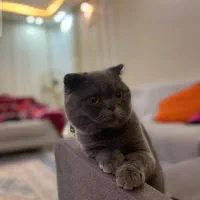گربه نر اسکاتیش