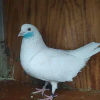 کبوتر باخت رفته