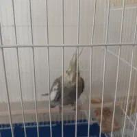 عروس هلندی نر
