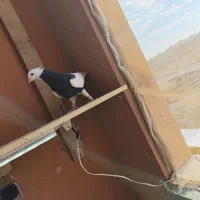 کفتر طوقی سیاه