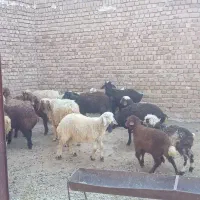 بره نر وماده