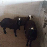 گوسفند بره قربانی