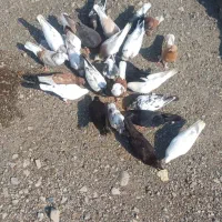 کفتر