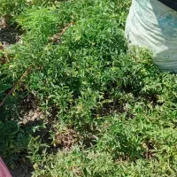 نشاه گوجه