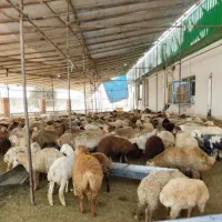 دامداری سید گوسفند با ارسال ۲۴ ساعته رایگان