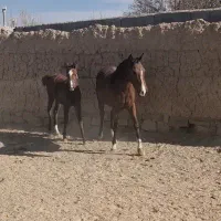 کره اشکان شریعتی سنندج نوه کامران