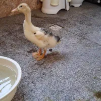 اردک نژاد درشت