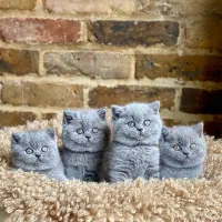 بچه توله گربه بریتیش . اسکاتیش بلو