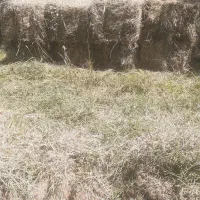 ۳۵۰ پرس علف خشک باغچه