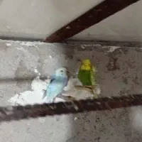 پرنده|پرنده|شوش, |دیوار