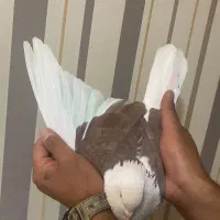 کبوتر شب گیر