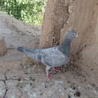کبوتر ارزون