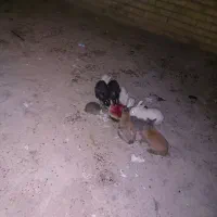 خرگوش