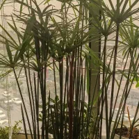 گل مرداب