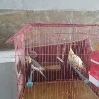 فروش جفت عروس هلندی باسه جوجه و قفس بزرگ ویک لانه