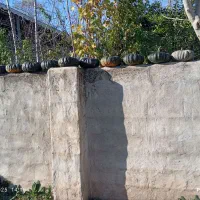 کدو|خوردنی و آشامیدنی|سنگر, |دیوار