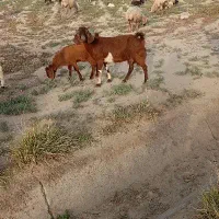 بزکهر  نری