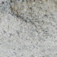 گندم دیم سرداری