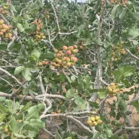 نیرو ثابت جهت کاره هایه کشاورزی و باغ پسته