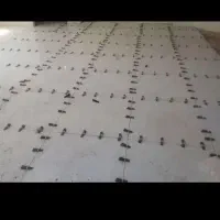 بنا هستم‌ آماده به کار