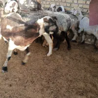 میش چاق با کهره چاق