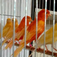قناری نر و ماده رد فاکتور با ۳ جوجه
