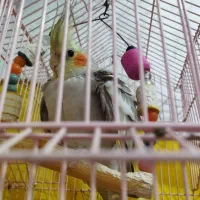 چهارعددطوطی عروس هلندی باهم یا جداگانه بفروش میرسد