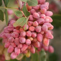 پیوند پسته و هرس درخت پسته با ضمانت صددرصد و کتبی