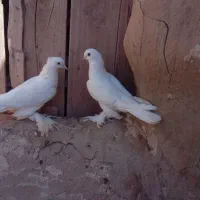 عشق