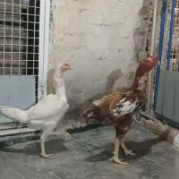 مرغ خروس لاری مولد