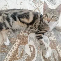 خانگی|گربه|قوچان, |دیوار