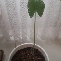 گل بابا آدم