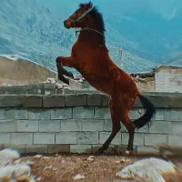 کره مادیان ترکمن