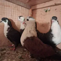 چهار تا کفتر