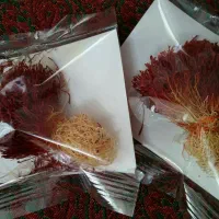 دخترپیچ زعفران قاینات
