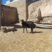 میش