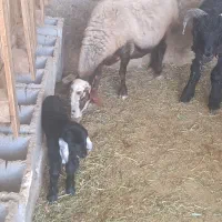 میش بره دار